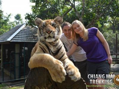 Tiger Kingdom, Orchid & Butterfly Farm | Chiang Mai Trekking | Das beste Trekking in Chiang Mai mit Piroon Nantaya